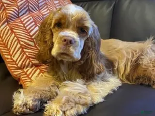 Cocker Spaniel dogs Cocker Spaniel Puppy 1 - Ad 34