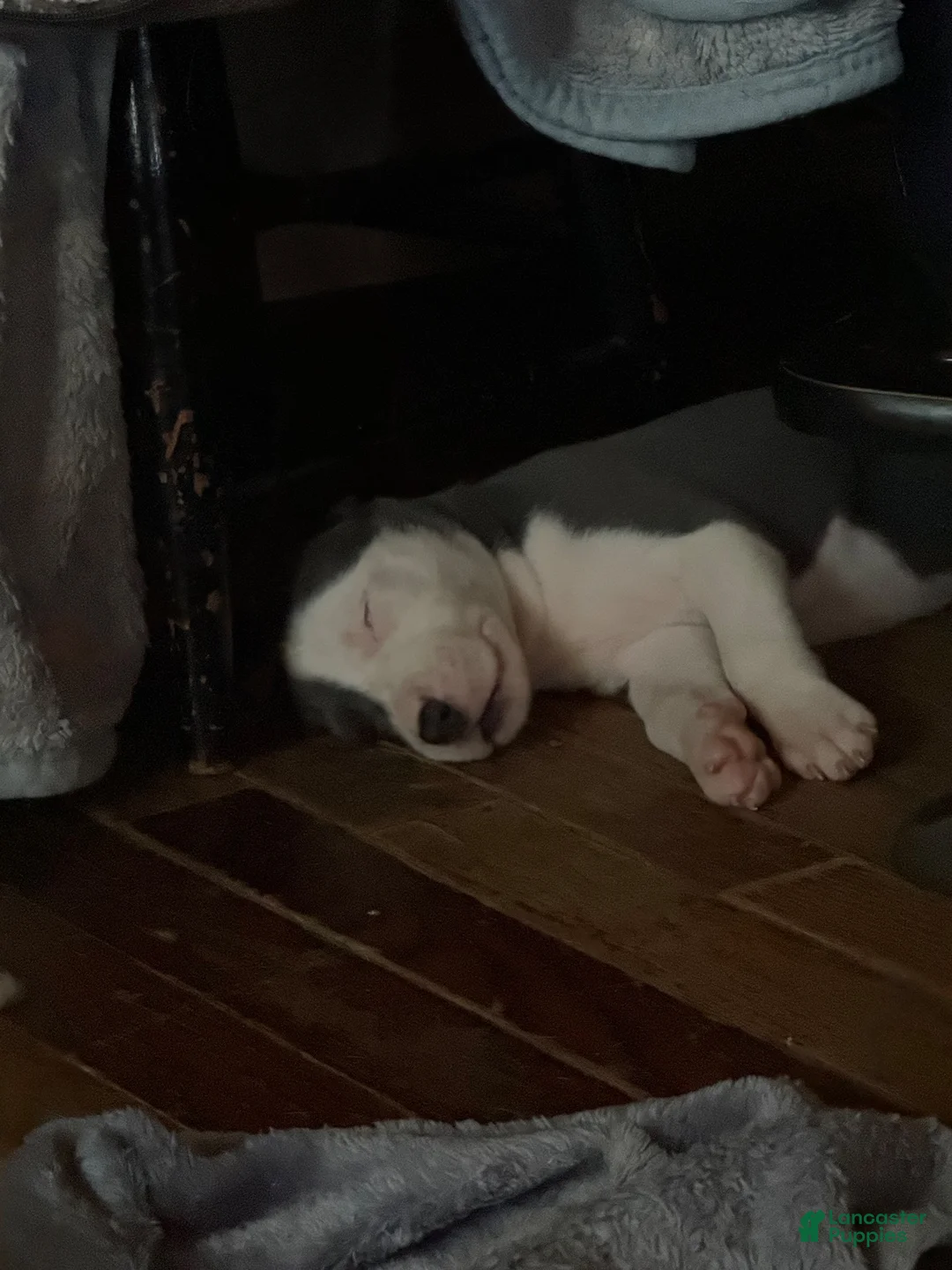 Mixed Breed dogs for sale: Baby 8 - Ad 2