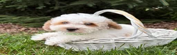 Havapoo dogs for sale: Arlo - Ad 5