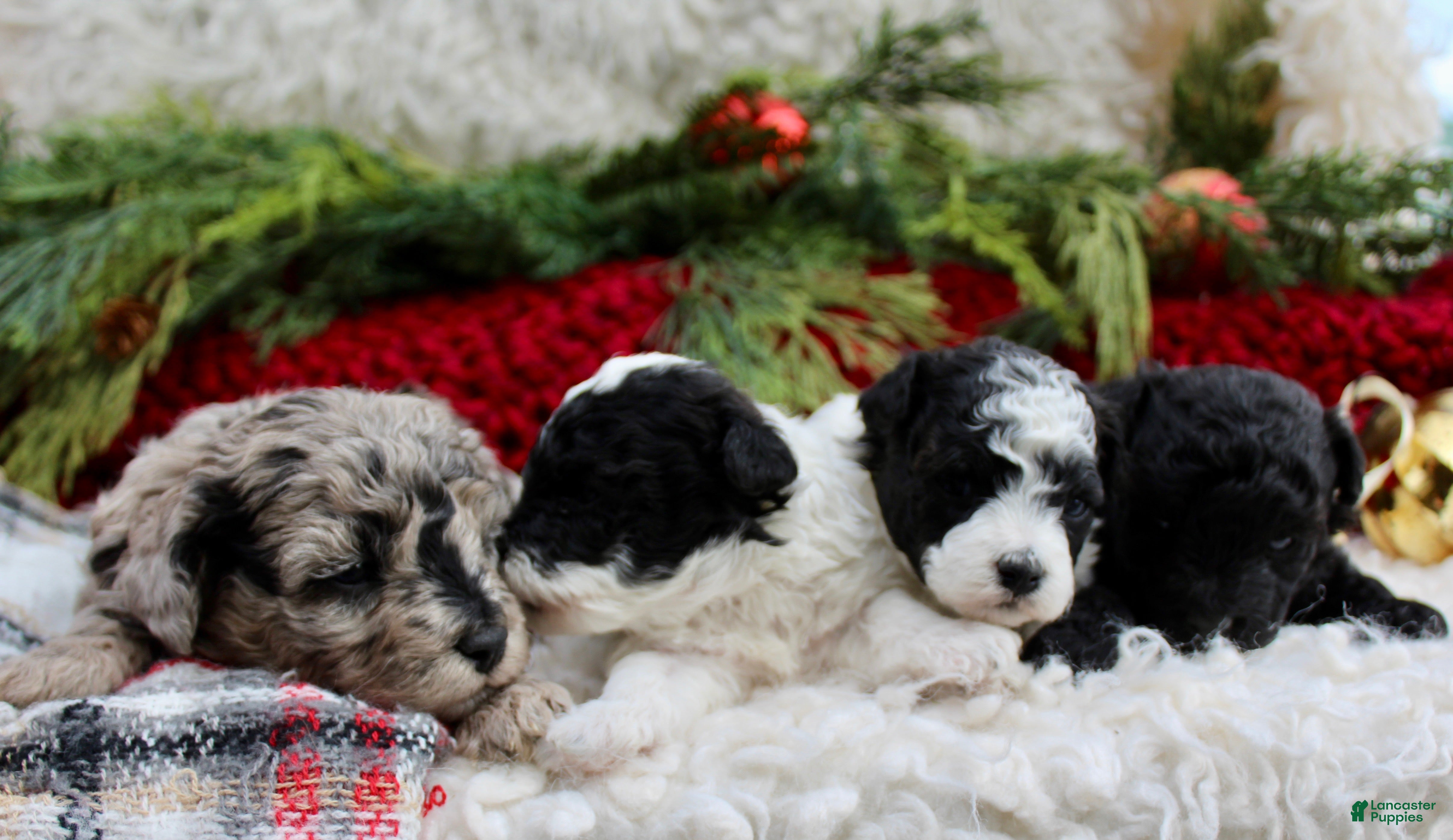 Miniature Poodle dogs Milo - Male - Ad 34