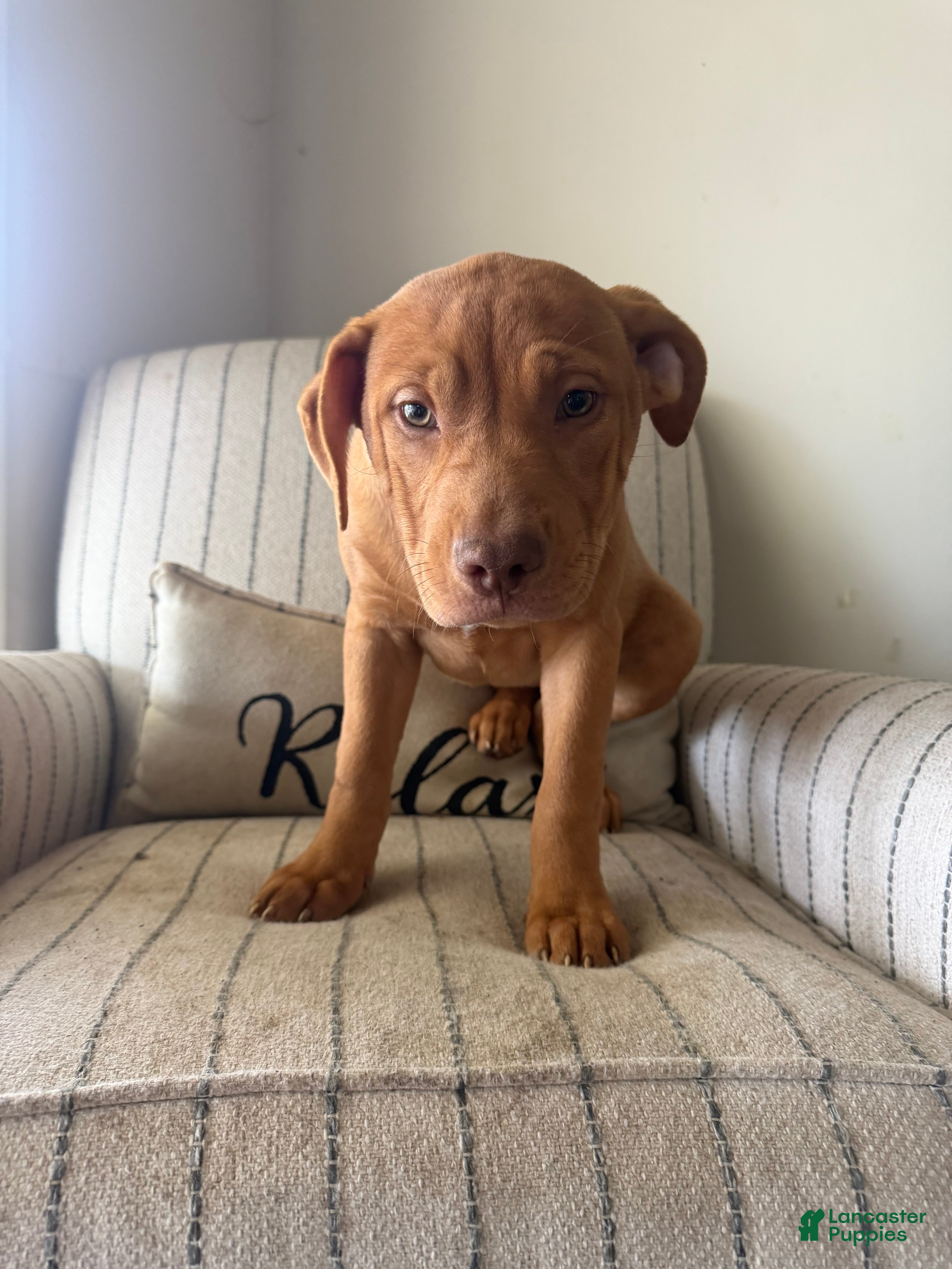 American Bully dogs Cliffette  - Ad 2