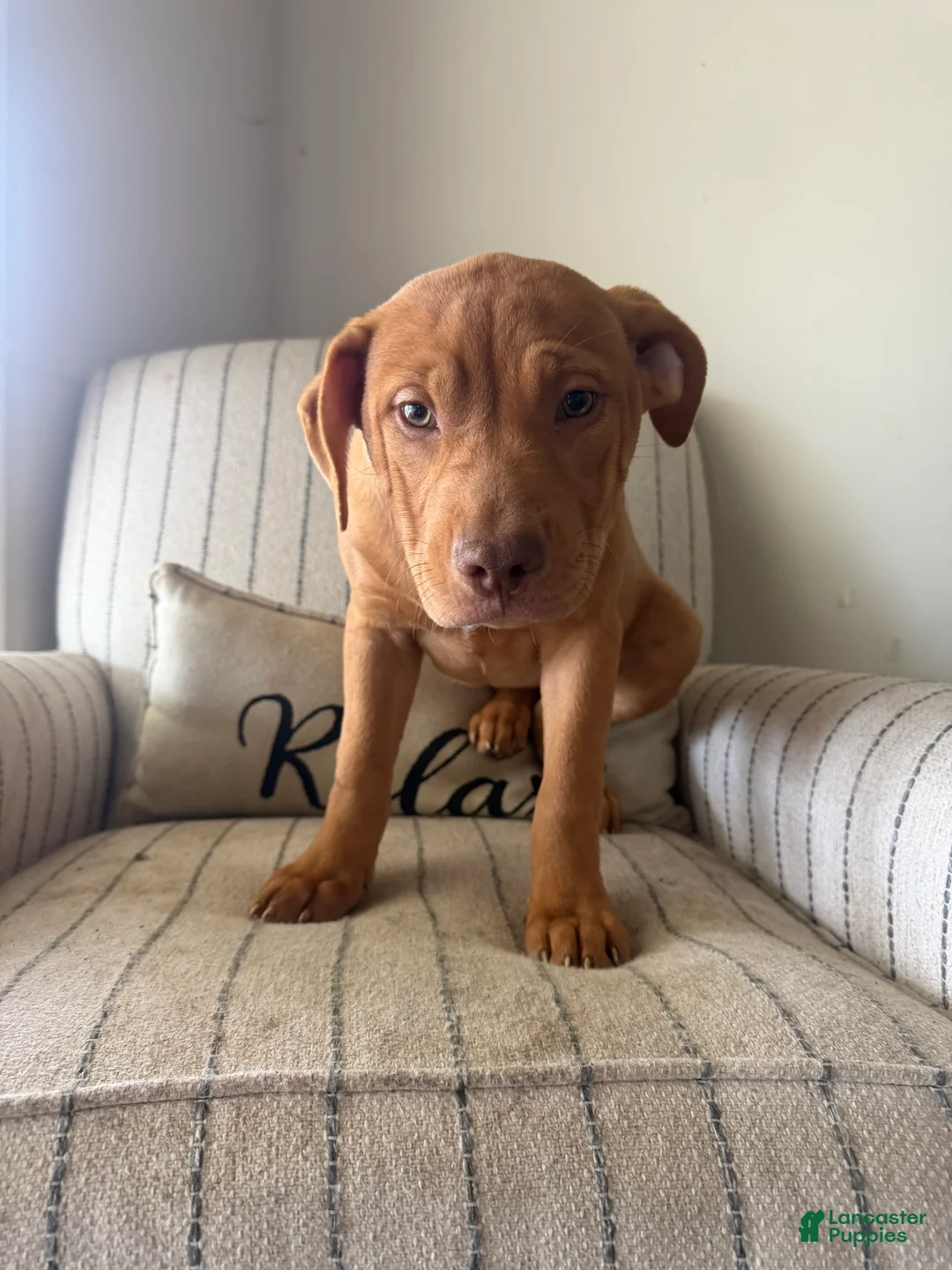 American Bully dogs for sale: Cliffette  - Ad 2