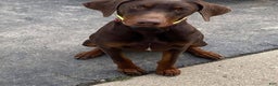 Doberman Pinscher dogs for sale: Zepplin - Ad 5