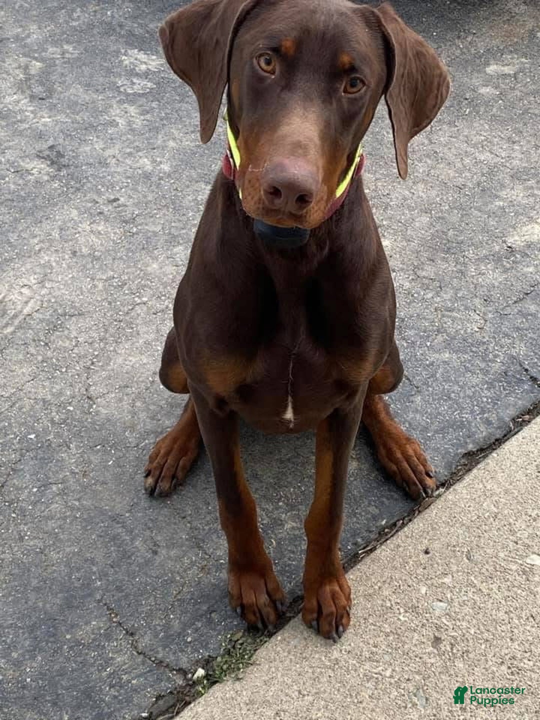 Doberman Pinscher dogs for sale: Zepplin - Ad 5