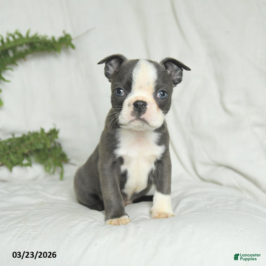 Boston Terrier dogs Carter - Ad 1