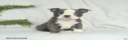 Boston Terrier dogs for sale: Carter - Ad 1