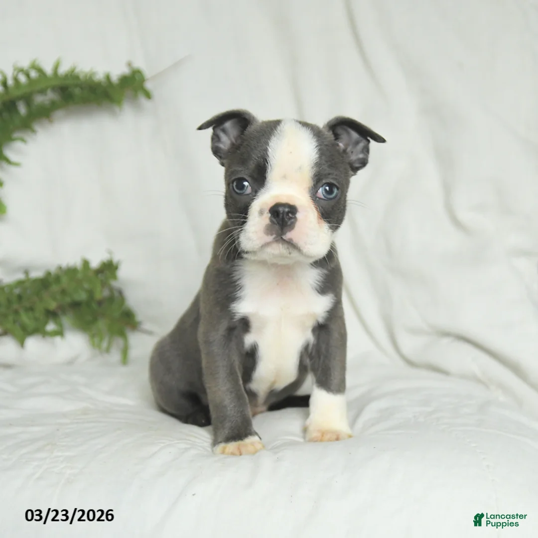 Boston Terrier dogs for sale: Carter - Ad 1