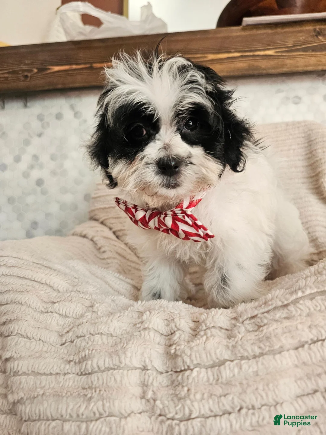 Shihpoo dogs for sale: Beau - Ad 2