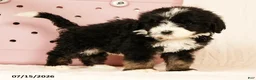 Bernedoodle dogs for sale: Linus - Ad 7