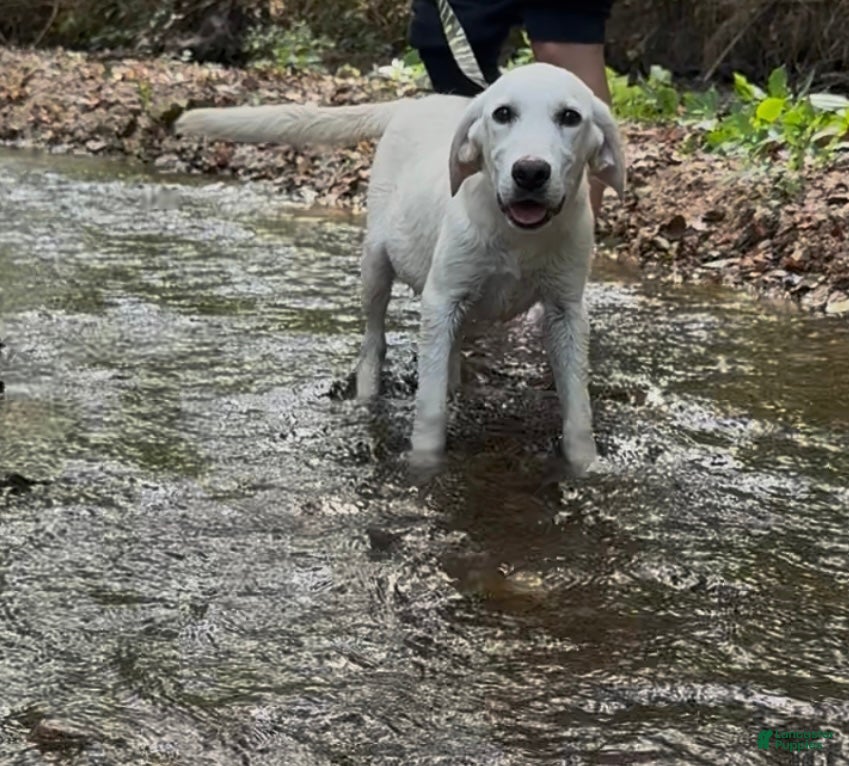 Labrador Retriever dogs for sale: Labrador Retriever Chester - Ad 3