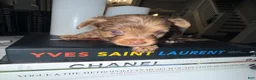 Yorkshire Terrier dogs for sale: Simba - Ad 6