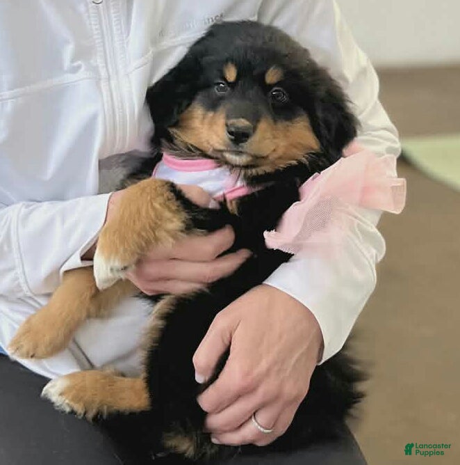 Mixed Breed dogs Mixed Breed Puppy 6 - Ad 24