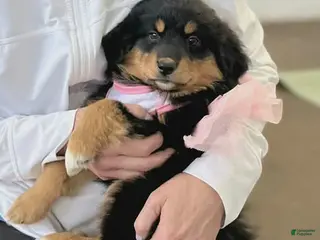 Mixed Breed dogs Mixed Breed Puppy 6 - Ad 17