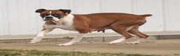 Boxer dogs for sale: Ace - Ad 10