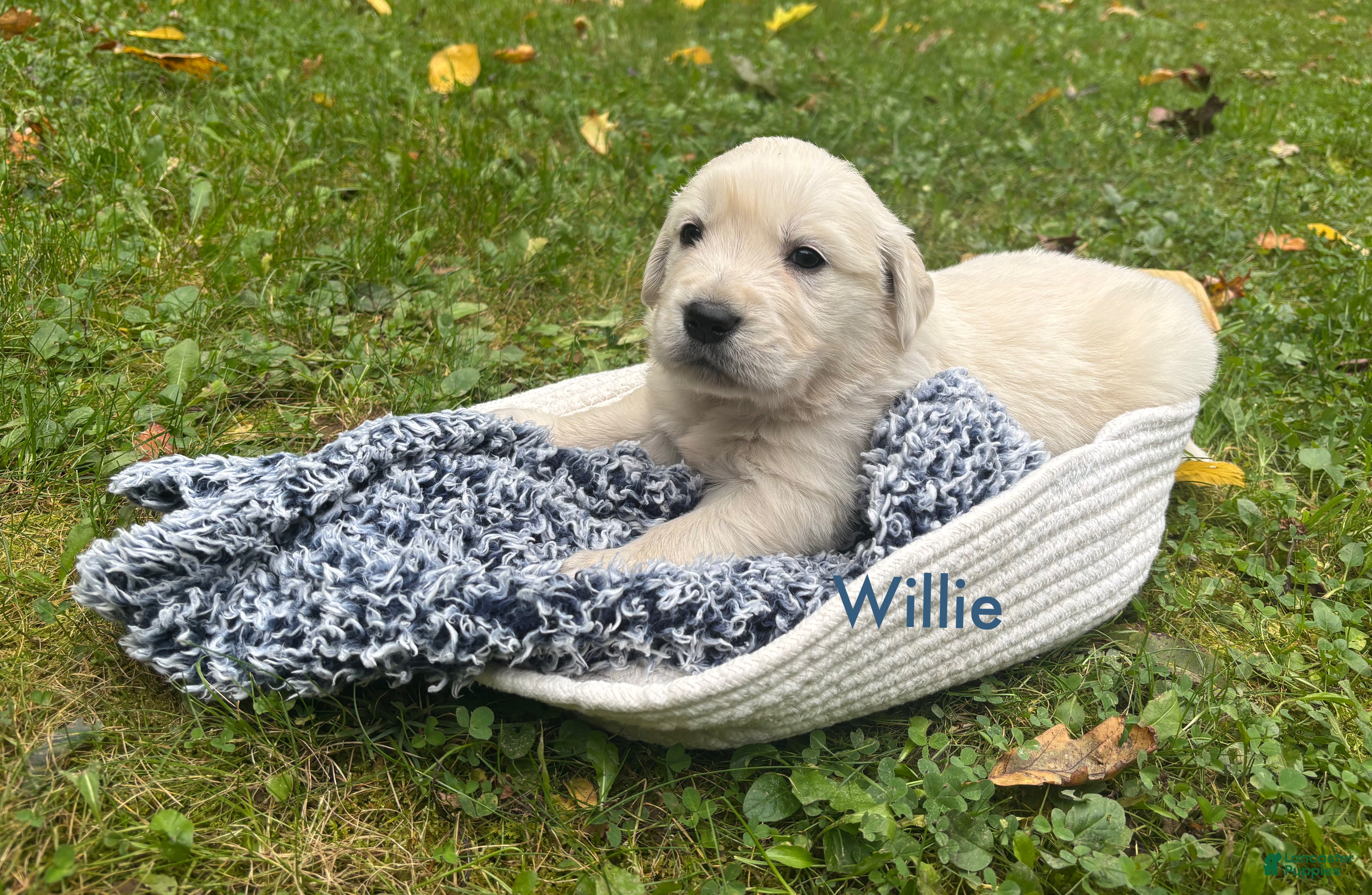 Golden Retriever dogs Willie - Ad 14