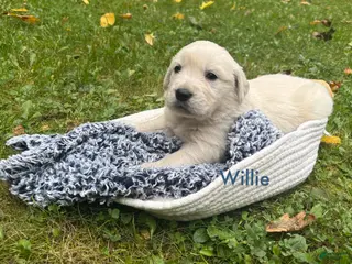 Golden Retriever dogs Willie - Ad 14