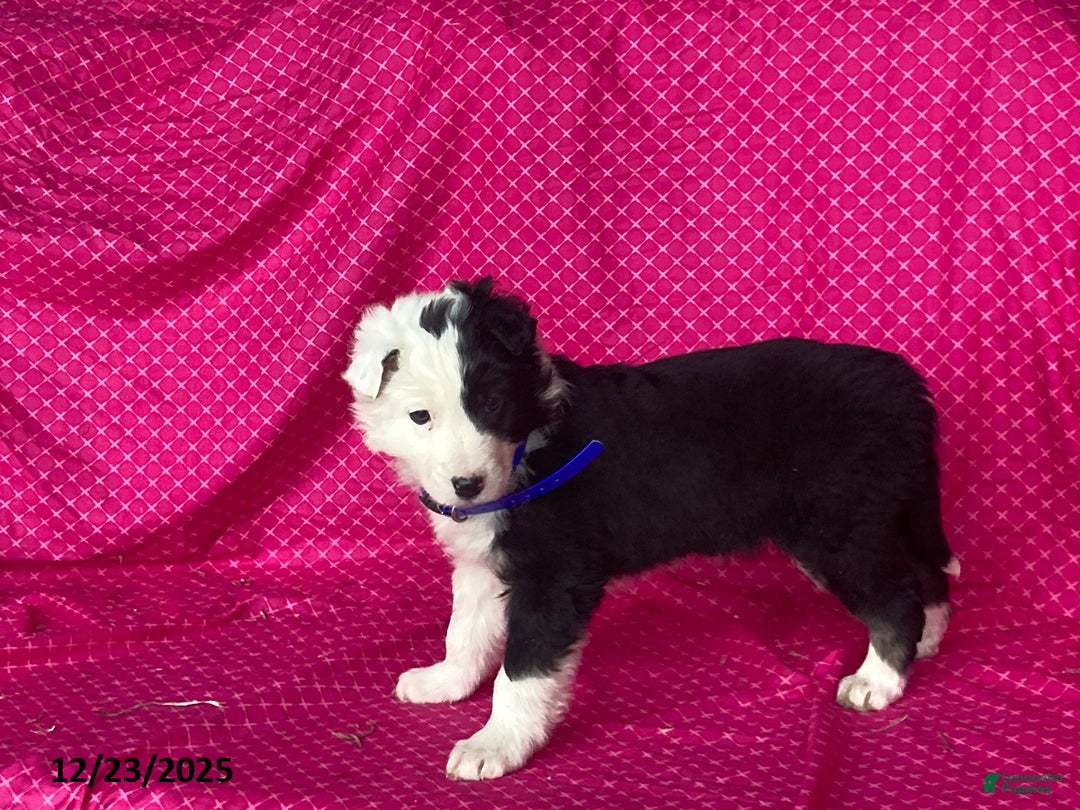 Mixed Breed dogs for sale: Gunner - Ad 2