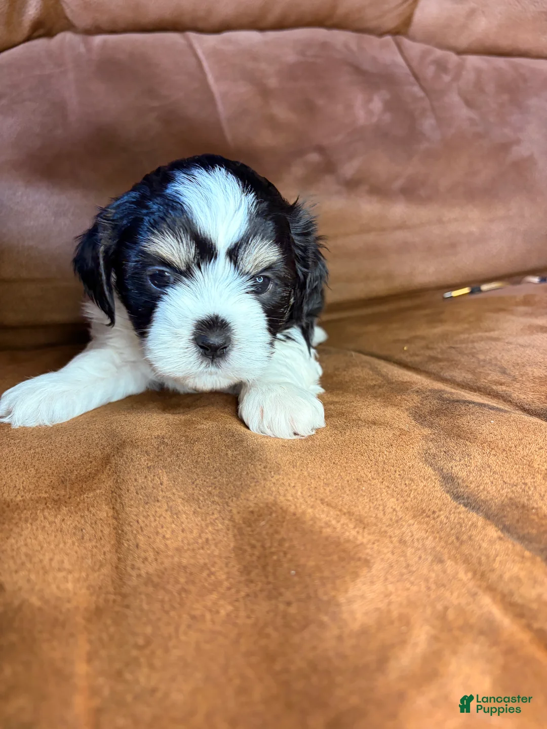 Mixed Breed dogs for sale: Winston - Ad 2