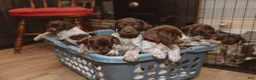 German Shorthaired Pointer dogs for sale: Red Collar aka Professor Proton - Ad 3