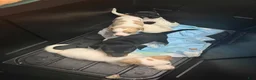 Mixed Breed dogs for sale: Mixed Breed 2 - Ad 7