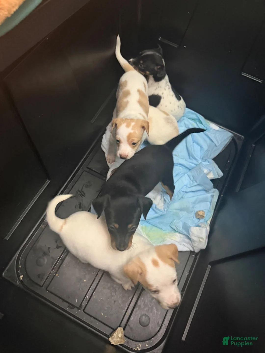 Mixed Breed dogs for sale: Mixed Breed 2 - Ad 7