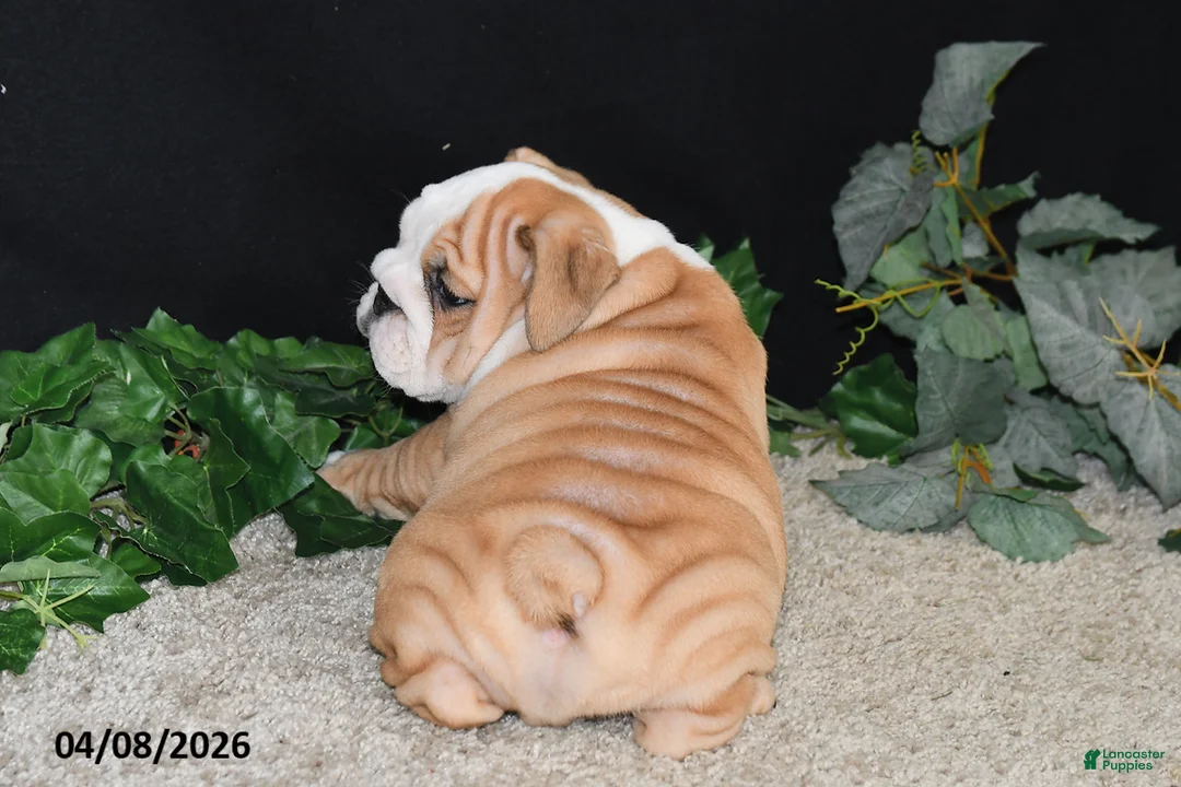 English Bulldog dogs for sale: Max - Ad 2