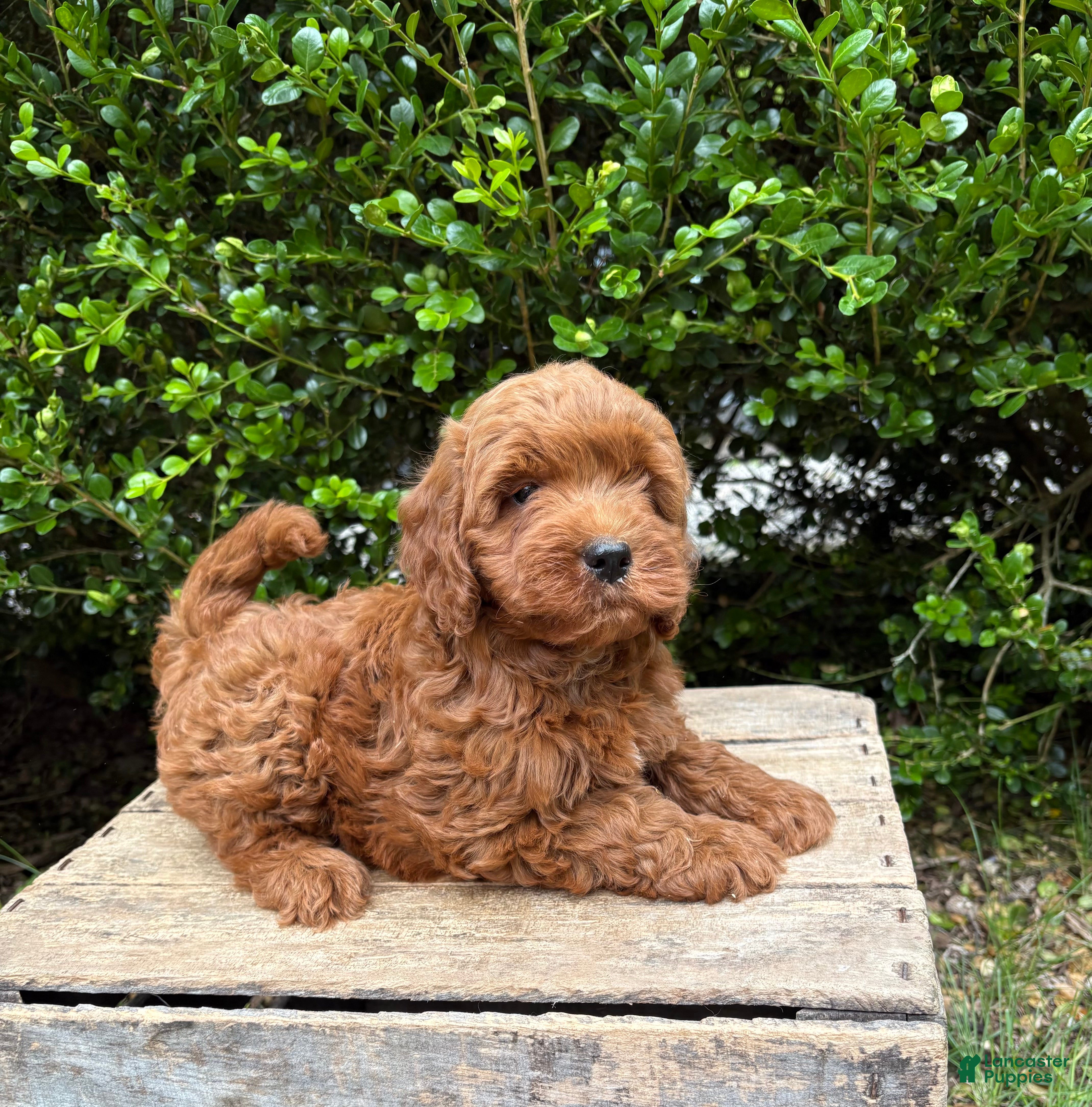 Mini Goldendoodle dogs Billie - Ad 2