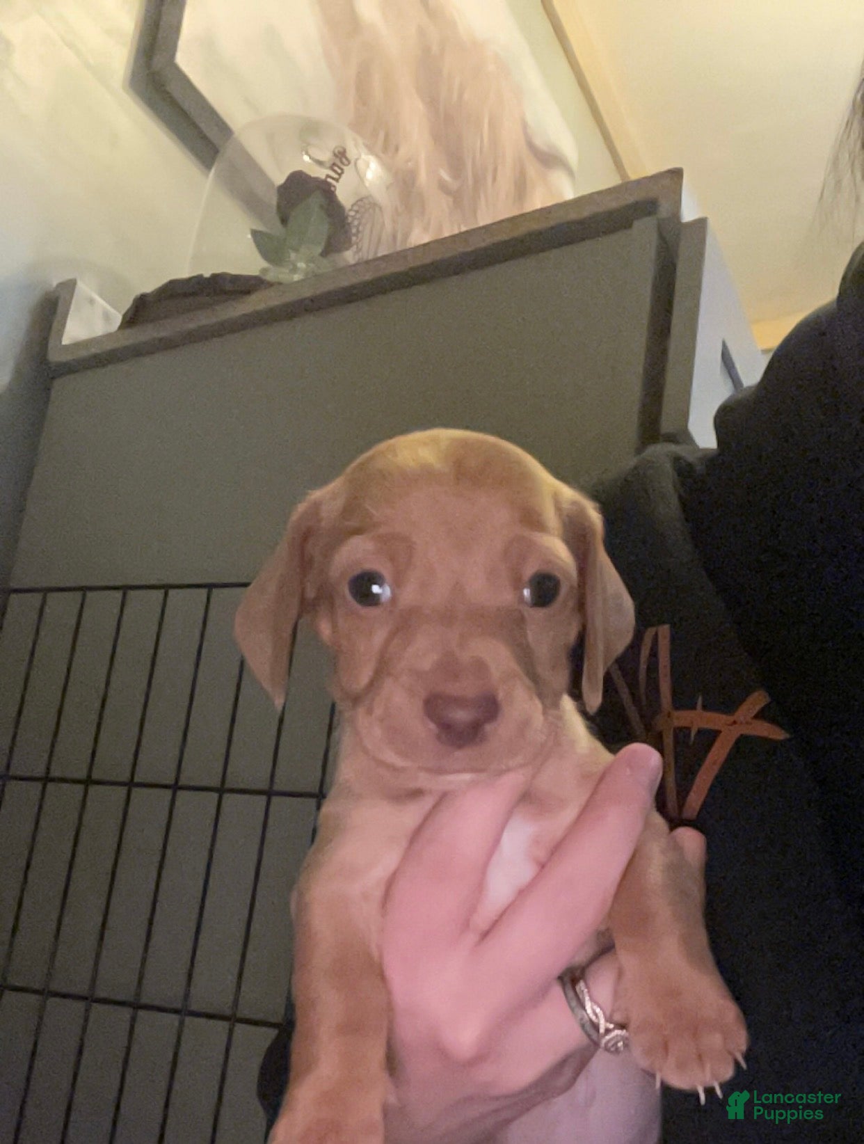 Miniature Dachshund dogs Miniature Dachshund Puppy 3 - Ad 12