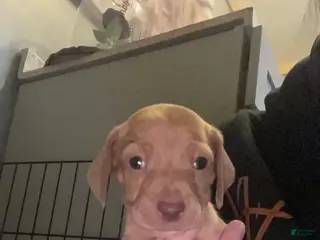 Miniature Dachshund dogs Miniature Dachshund Puppy 3 - Ad 12