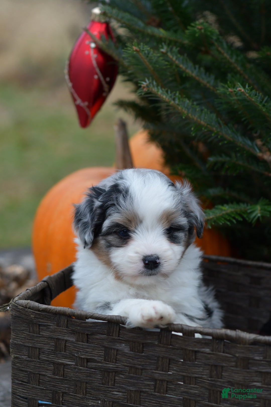 Mini Aussiedoodle dogs for sale: Cash - Ad 33