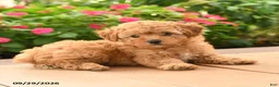 Toy Poodle dogs for sale: Teddy - Ad 4