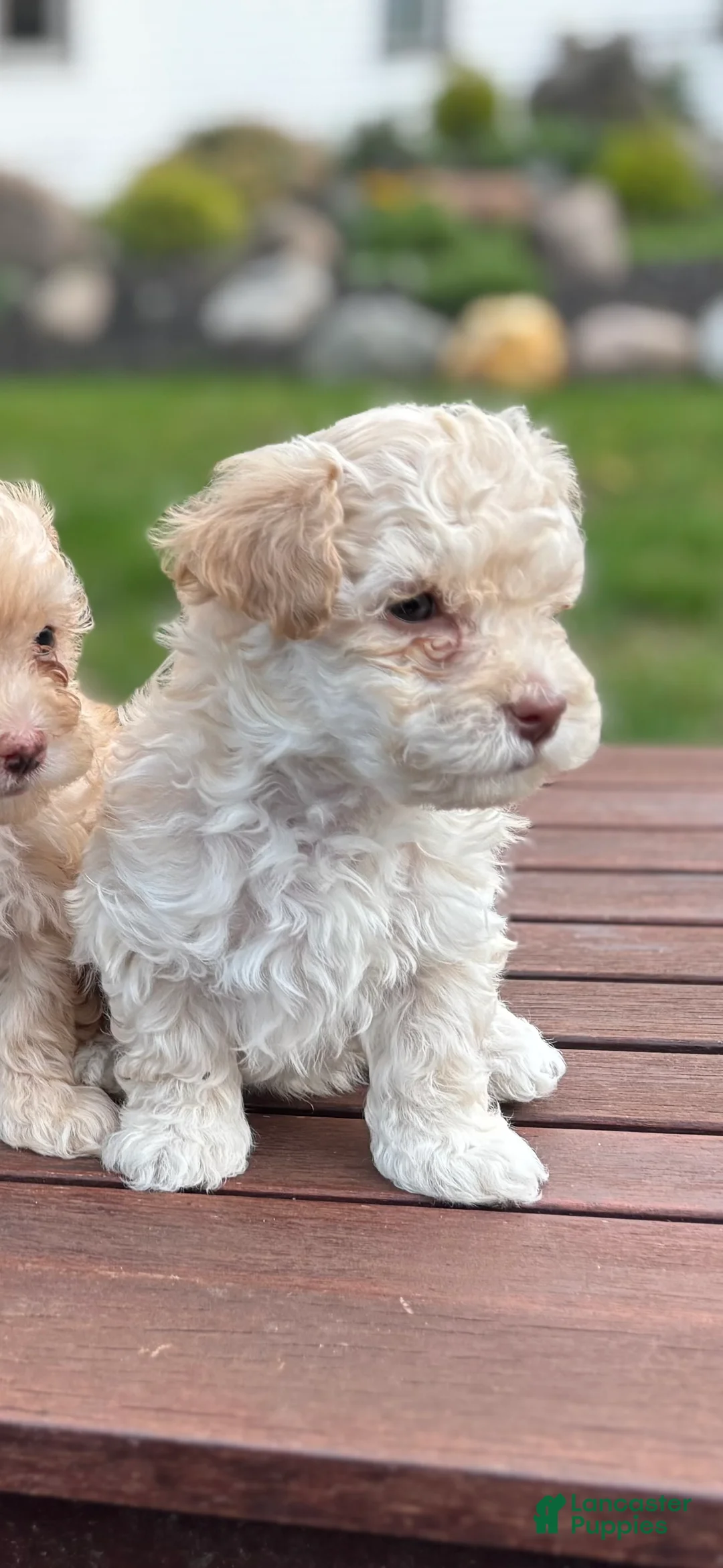 Maltipoo dogs for sale: Koby - Ad 2