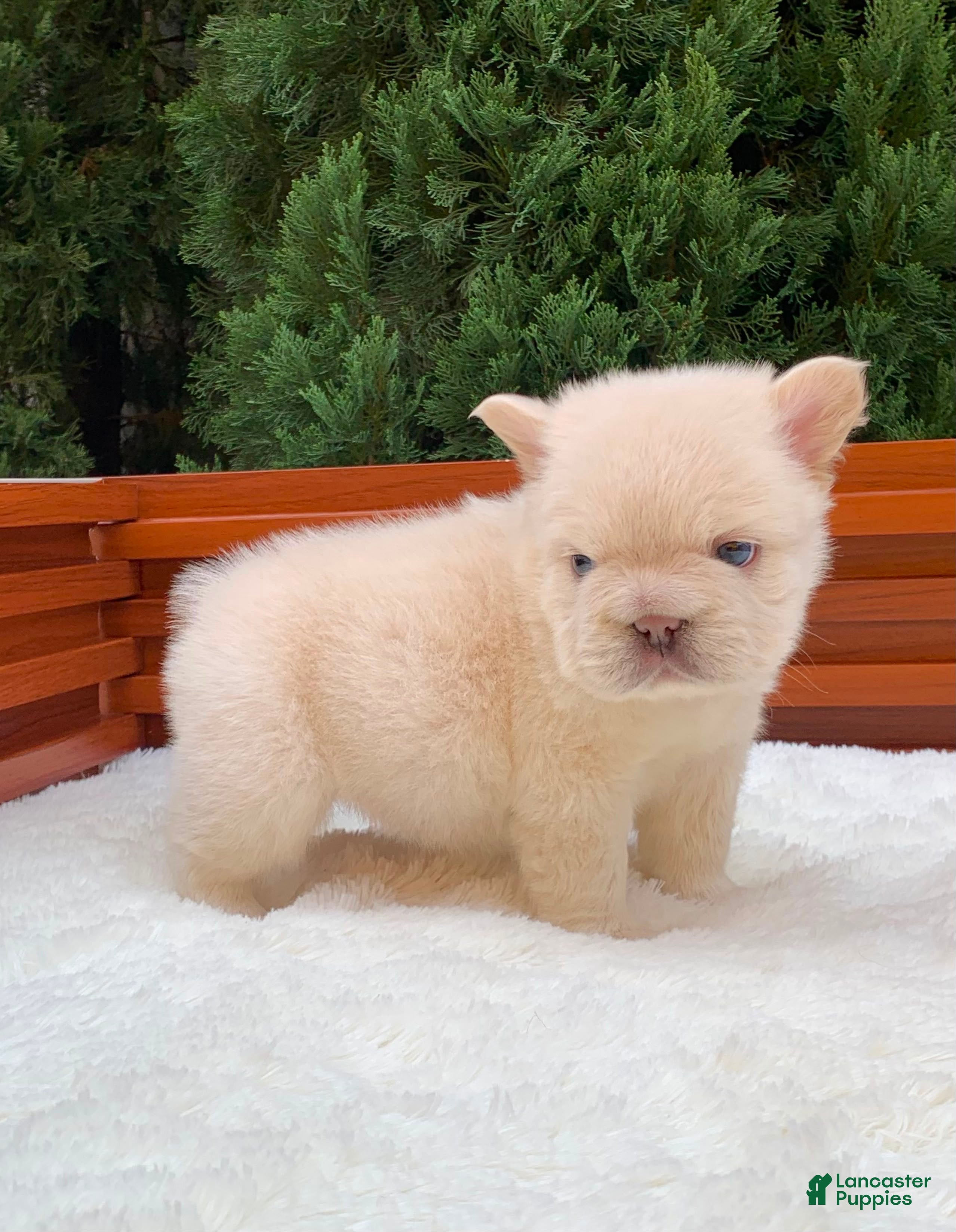 French Bulldog dogs FUTURE - Ad 1