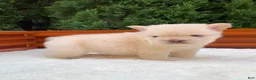 French Bulldog dogs for sale: FUTURE - Ad 1
