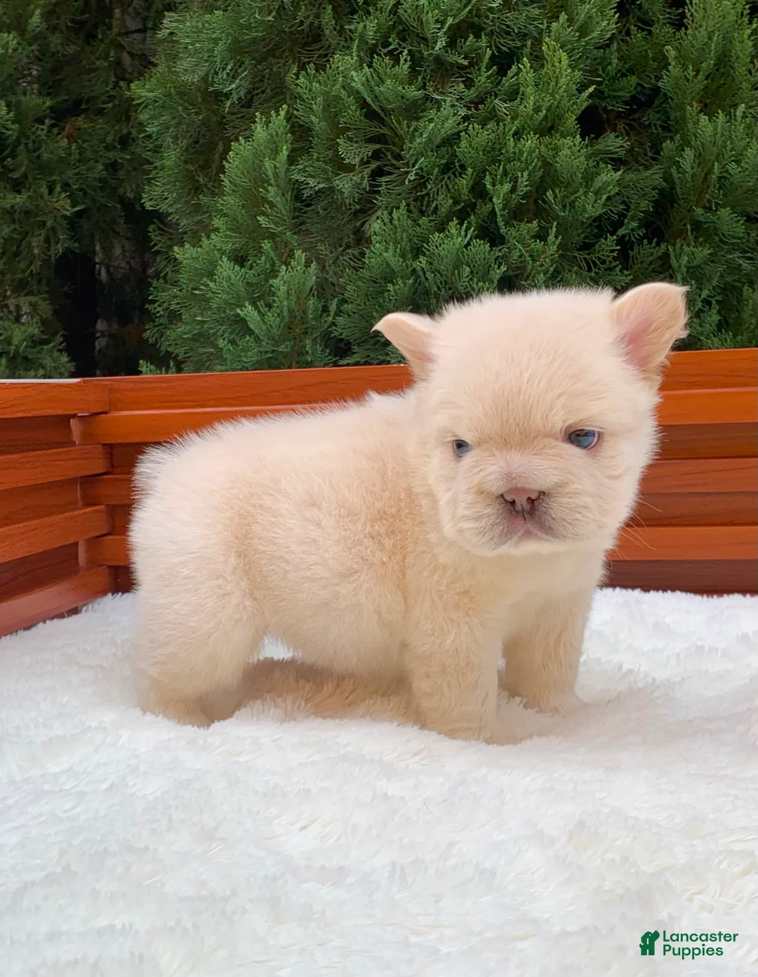 French Bulldog dogs for sale: FUTURE - Ad 1