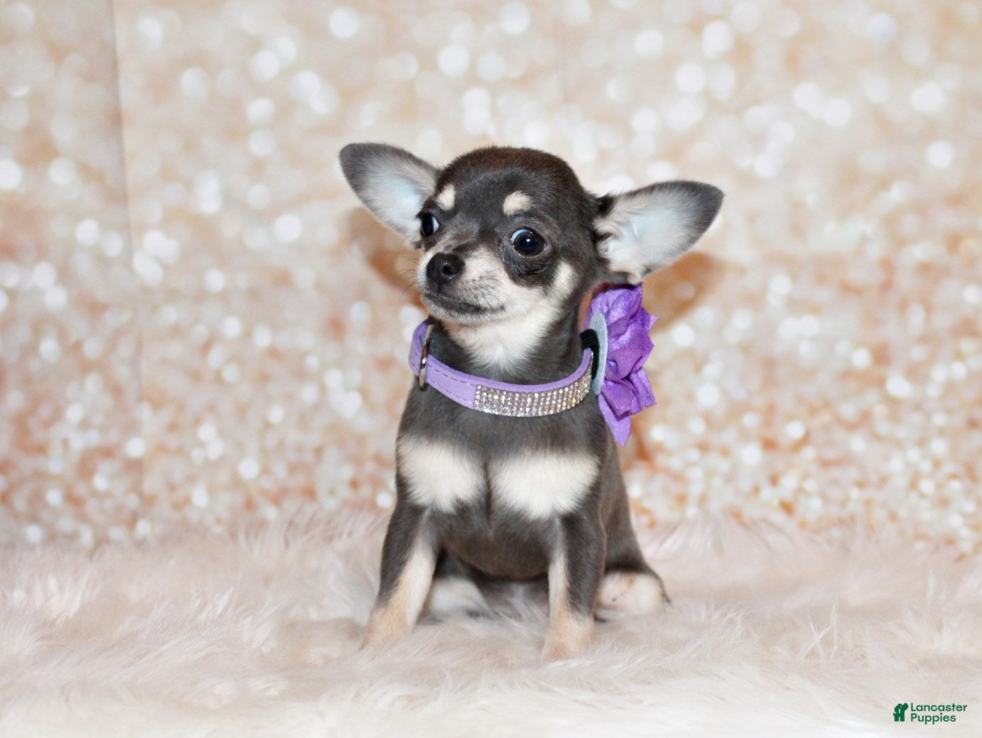 Chihuahua dogs Zazu - Ad 1