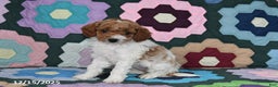 Mixed Breed dogs for sale: Max - Ad 1