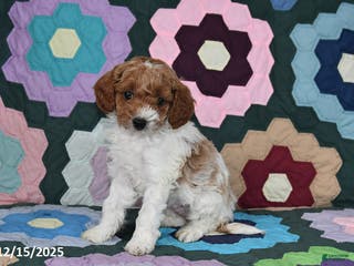 Mixed Breed dogs Max - Ad 2