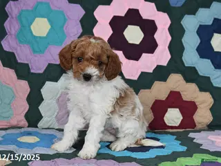 Mixed Breed dogs Max - Ad 18