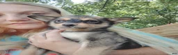 Pomsky dogs for sale: Pomsky 1 - Ad 2