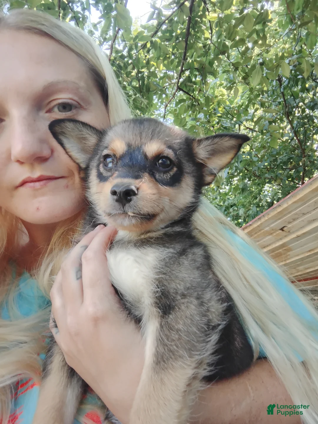 Pomsky dogs for sale: Pomsky 1 - Ad 2
