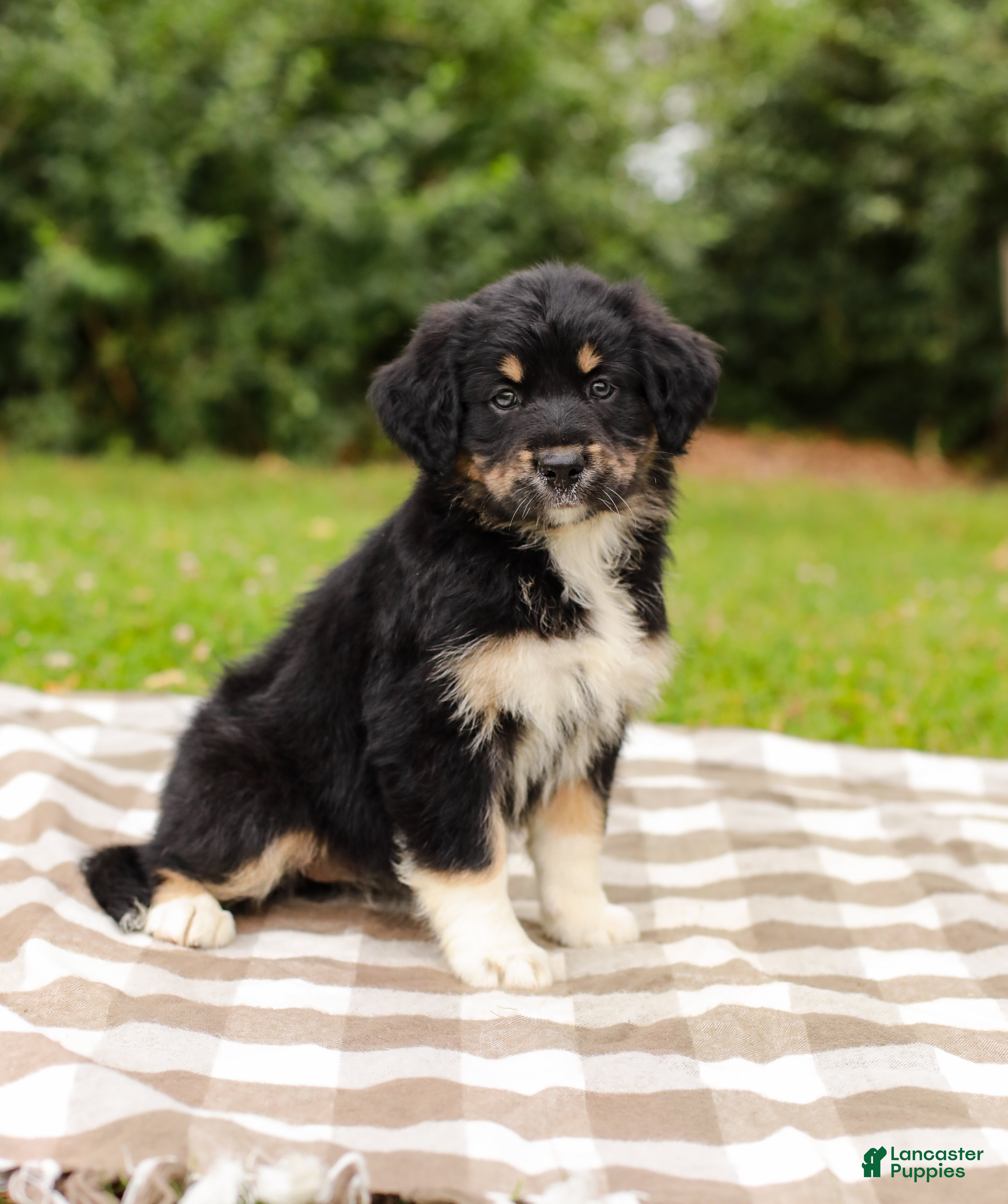 Aussiedoodle dogs Paige Standard Sized - Ad 1