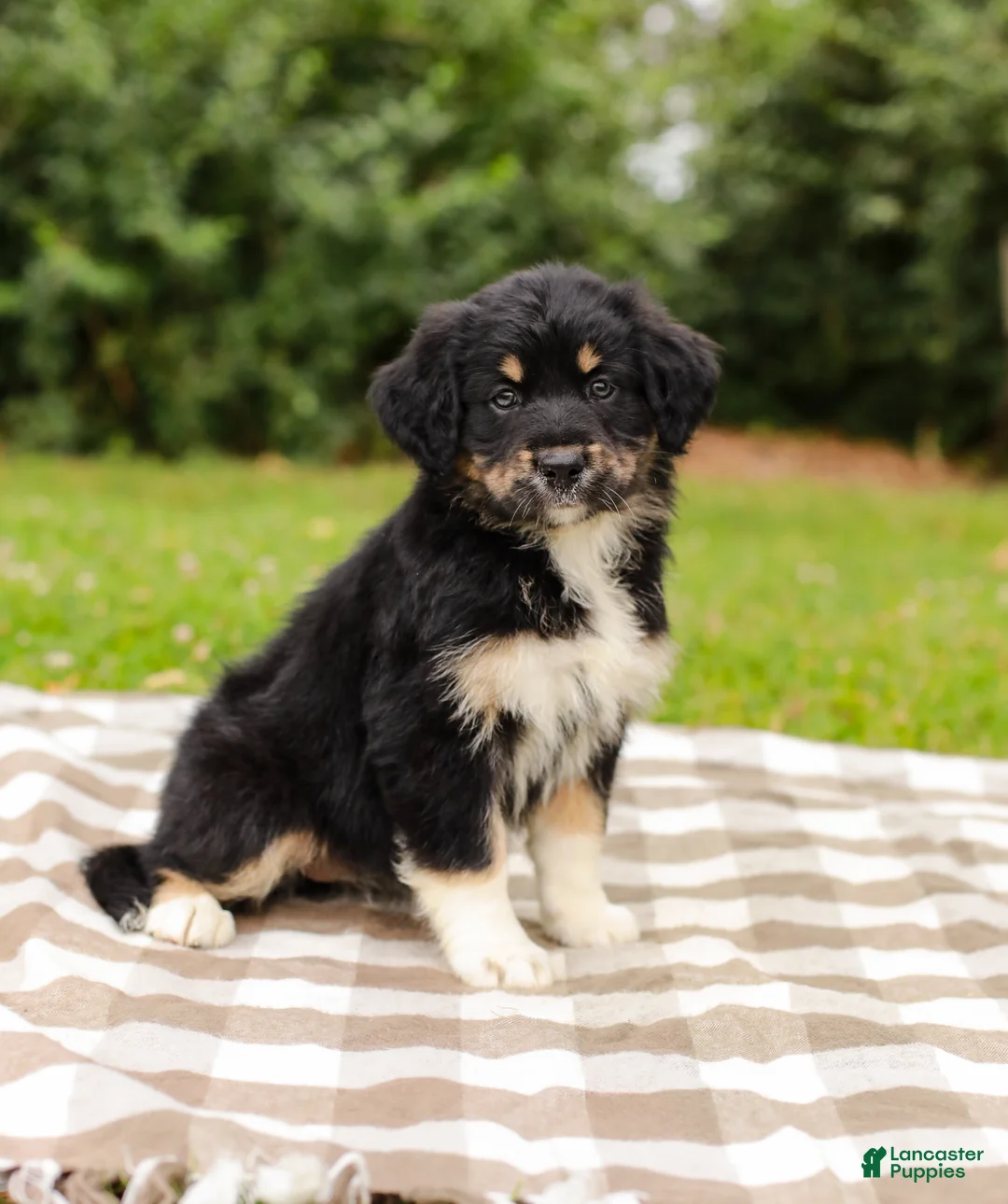Aussiedoodle dogs for sale: Paige Standard Sized - Ad 1