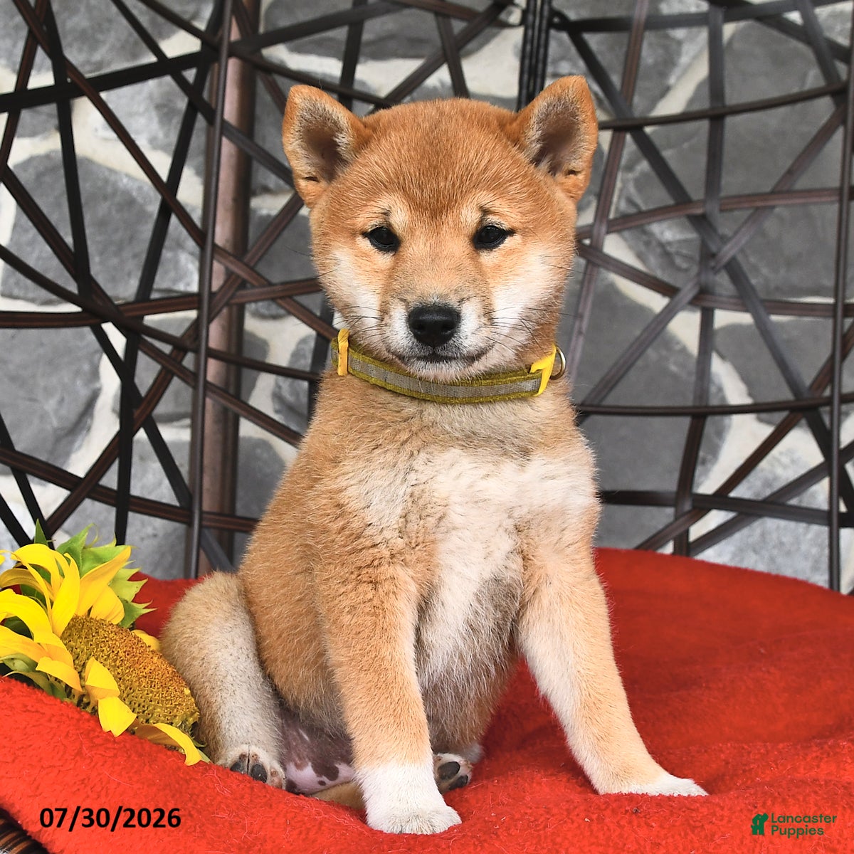 Shiba Inu dogs Molly - Ad 2