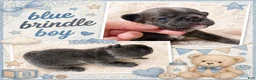 French Bulldog dogs for sale: French Bulldog Puppy 1 - Ad 3