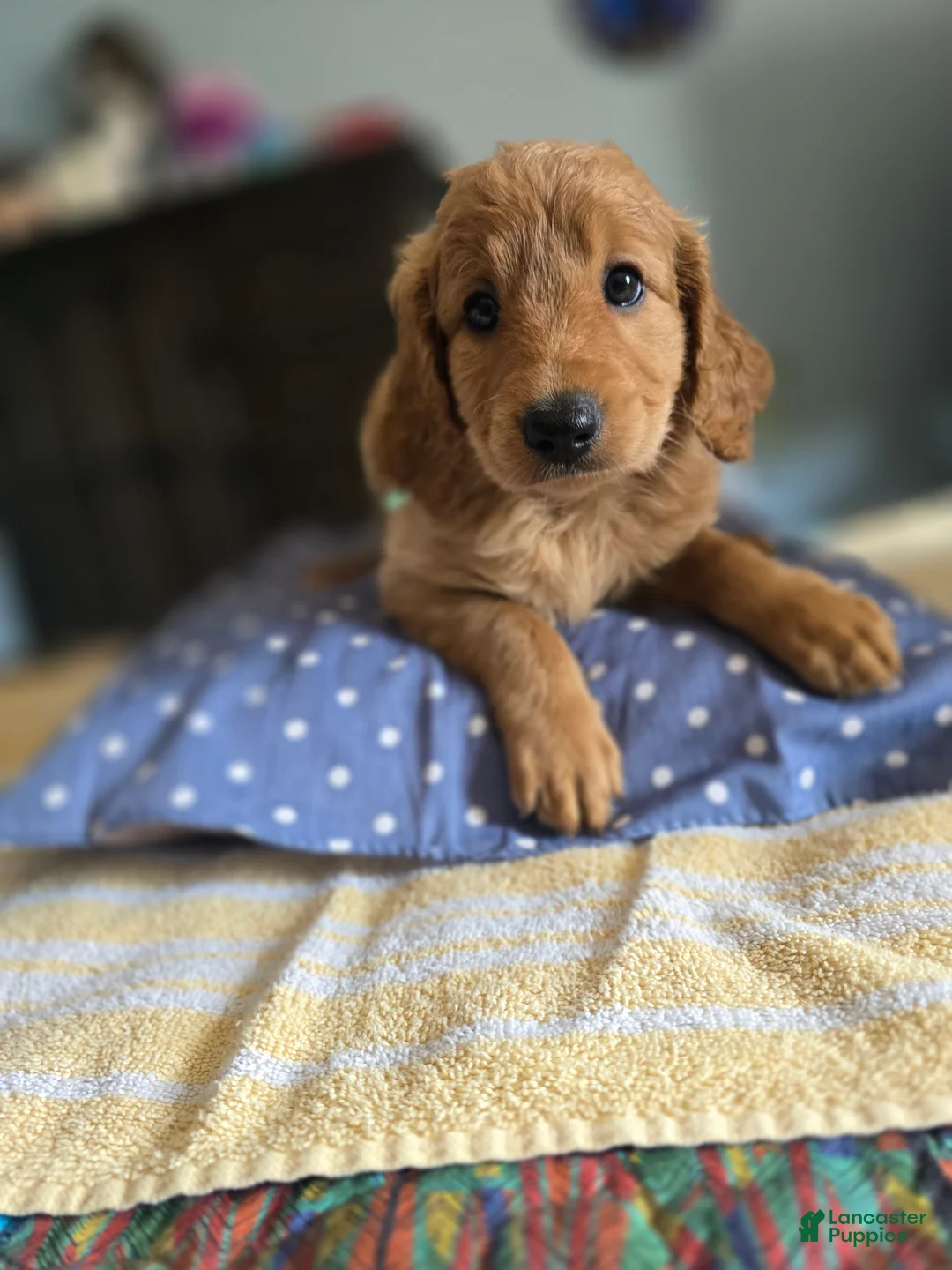 Goldendoodle dogs for sale: Cinnamon  - Ad 1