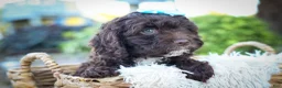 Cavapoo dogs for sale: COCOA - Ad 13
