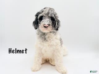 Goldendoodle dogs Helmet - Ad 18