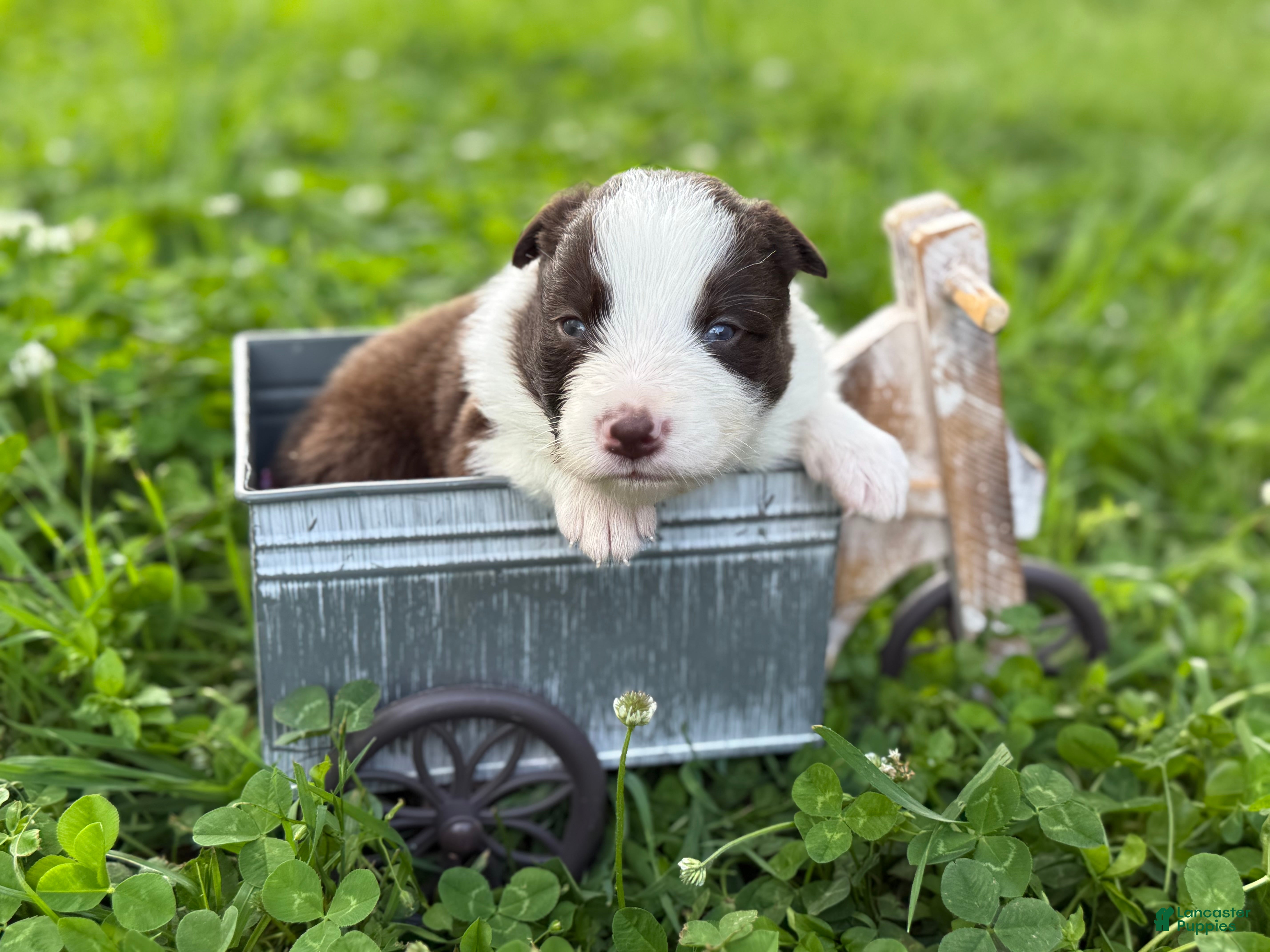 Border Collie dogs Red male - Ad 16