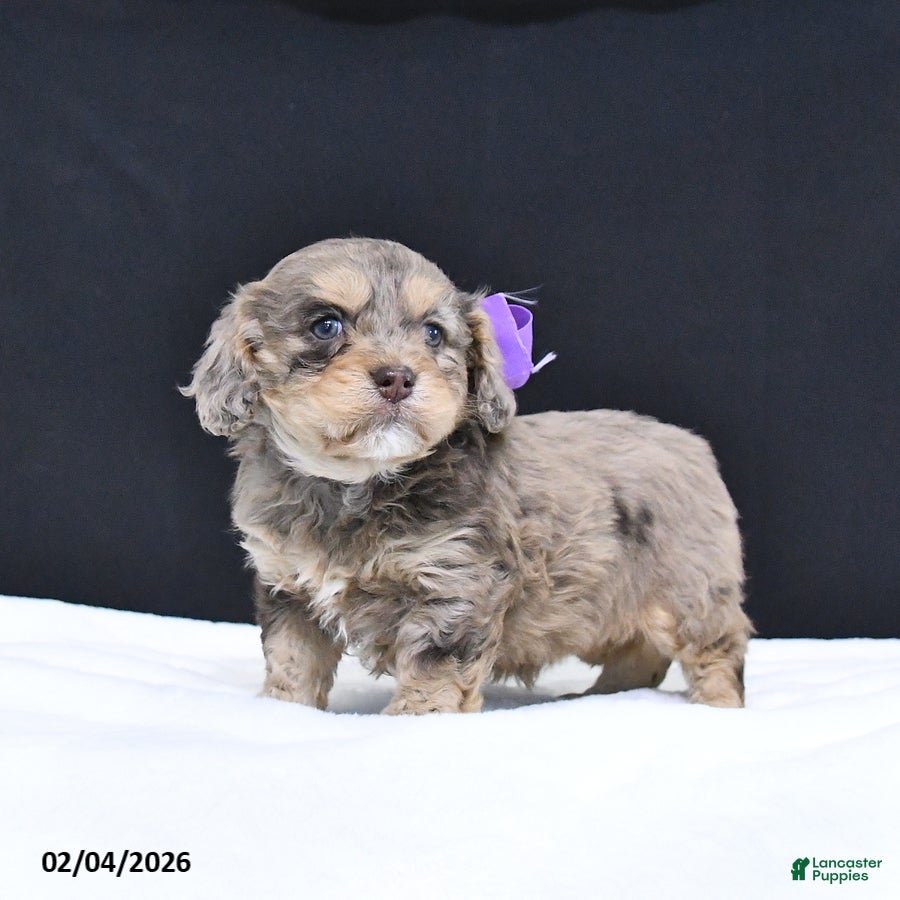 Cavapoo dogs Zoey - Ad 7